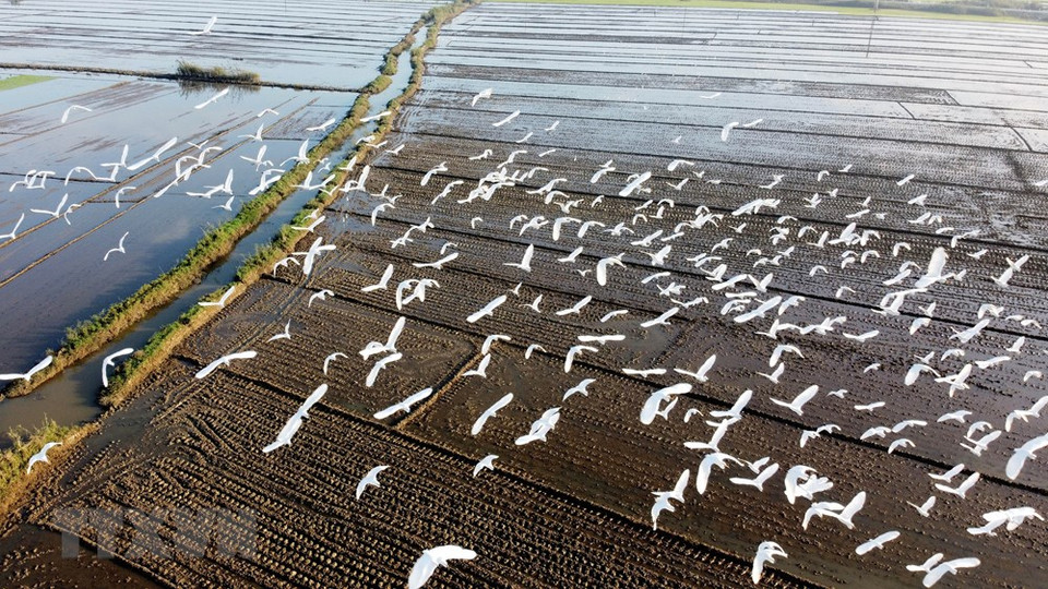 Las cigüeñas blancas vuelan en los campos de la comuna de Quang Phu, en Quang Dien. (Foto: Ho Cau /VNA)