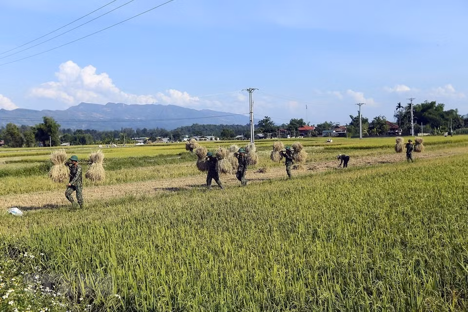 Los agricultores y soldados locales cosechan el arroz en Muong Thanh (Foto: VNA)
