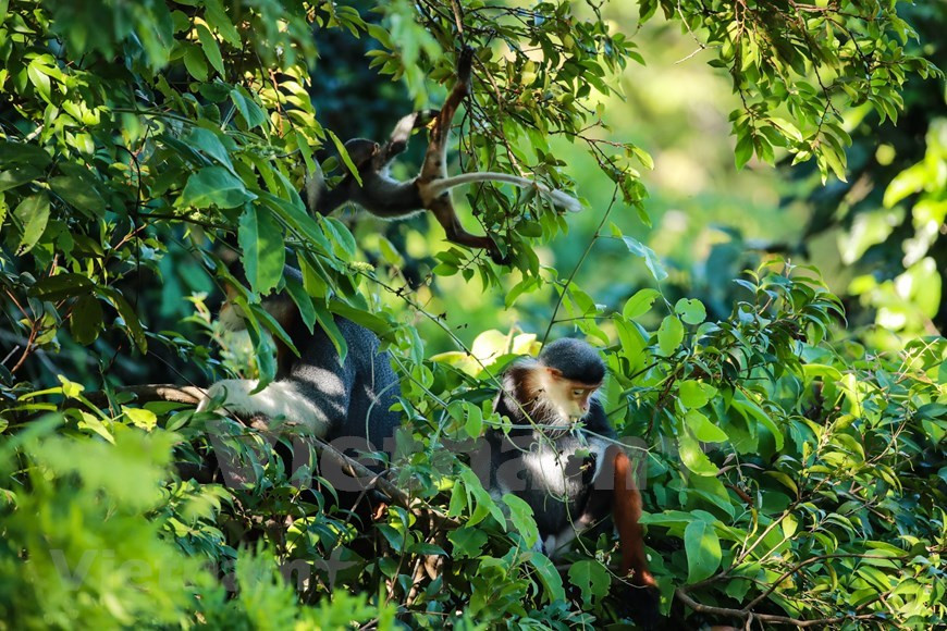 Hay más de 400 individuos de douc langur de cuello rojo que viven en la península de Son Tra, en la ciudad central de Da Nang (Foto: VietnamPlus)