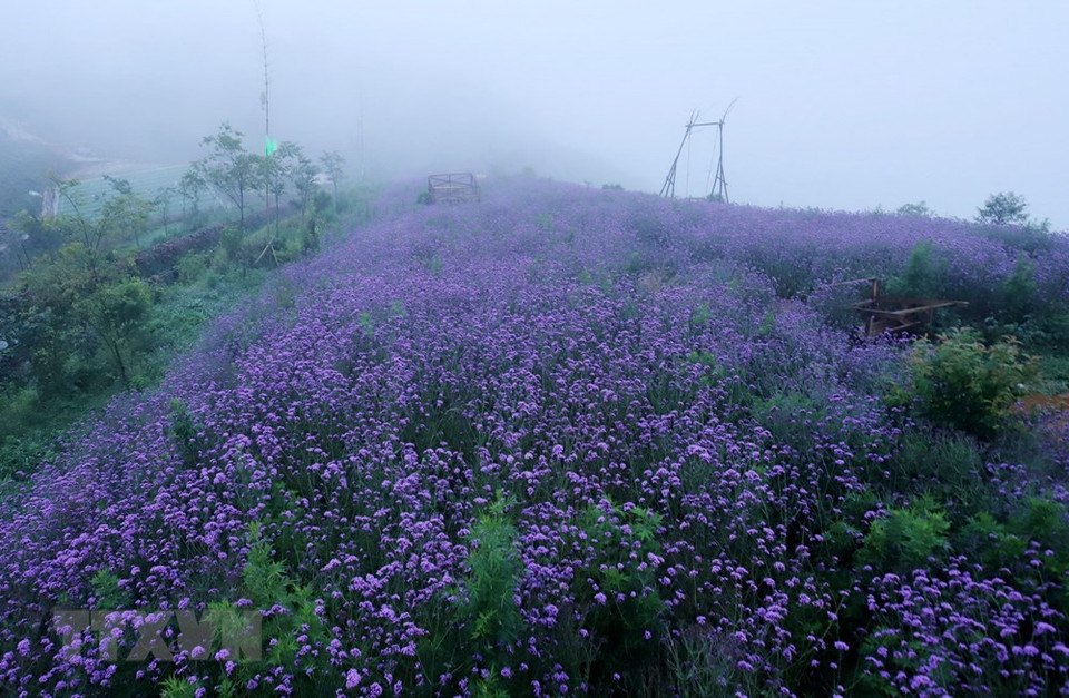 El campo se ha convertido en un lugar preferido para los viajeros durante su estación de floración, en el mes de mayo. (Foto: VNA)