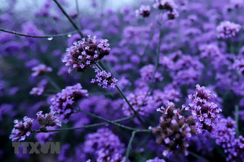 El campo se ha convertido en un lugar preferido para los viajeros durante su estación de floración, en el mes de mayo. (Foto: VNA)