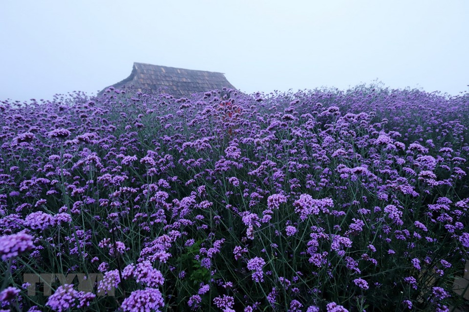 El campo de la nuez vómica en Sapa cubre un área de 75 mil metros cuadrados. (Foto: VNA)
