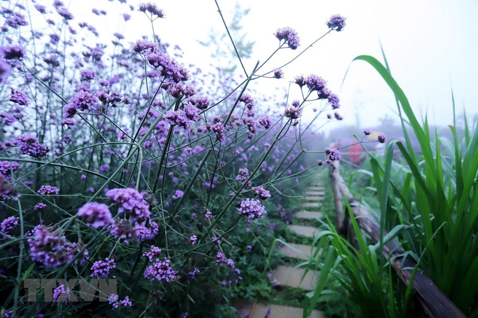 El campo se ha convertido en un lugar preferido para los viajeros durante su estación de floración, en el mes de mayo. (Foto: VNA)