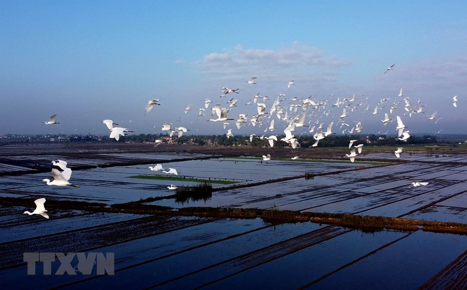 Las cigüeñas blancas vuelan en los campos de la comuna de Huong Phong, en Huong Tra. (Foto: Ho Cau /VNA)