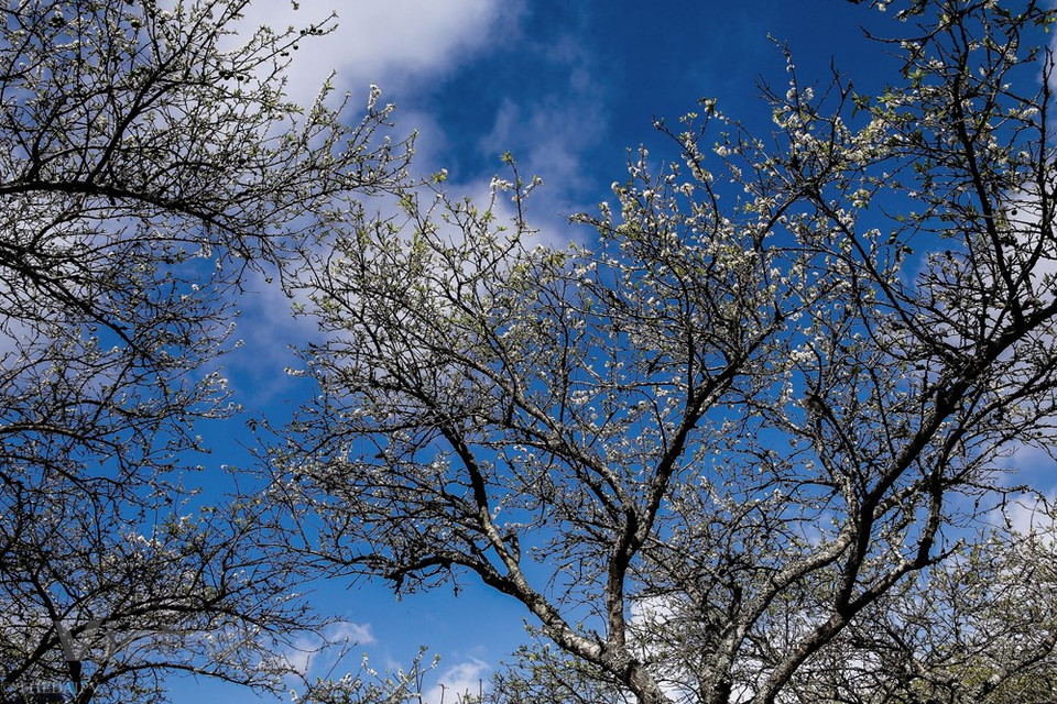 Moc Chau, en las montañas norteñas de la provincia de Son La de Vietnam, tenía una población de más de mil habitantes. El distrito tiene una superficie de 1.081,66 km². En esta meseta septentrional, se registra pobladores de 12 minorías étnicas. En los cuales, la mayoría son etnia Thai (33%), Mong (18%), Kinh (15%), además de Khomu, Dao y Tay. Se necesitan cuatro horas de viaje, con una distancia de 200 kilómetros (120 millas) desde Hanoi hasta Moc Chau. Los Thai tienen muchos platos únicos y ricos. Numerosas fiestas tradicionales se celebran en la primavera en la región para pedir la abundante cosecha.