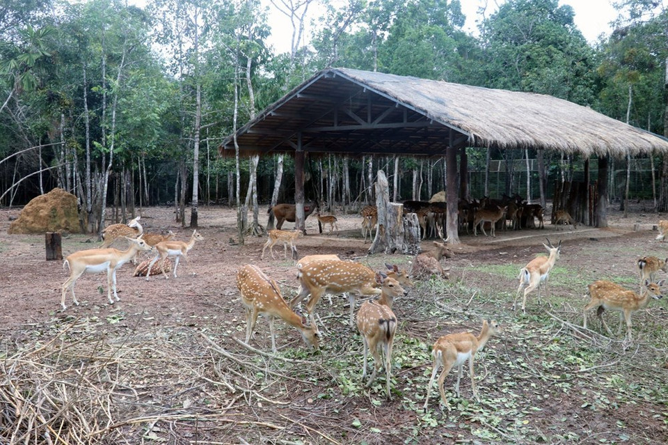 Ciervos en Vinpearl Safari Phu Quoc (Foto: VNA)