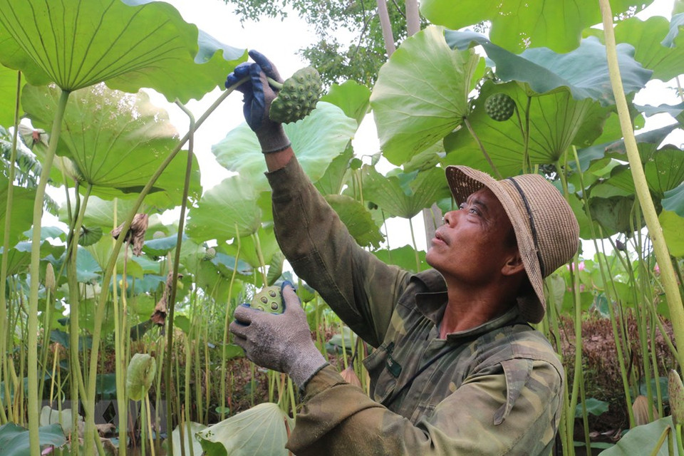 Campos de loto en la comuna de Chuyen Ngoai, provincia de Ha Nam. (Foto: VNA)
