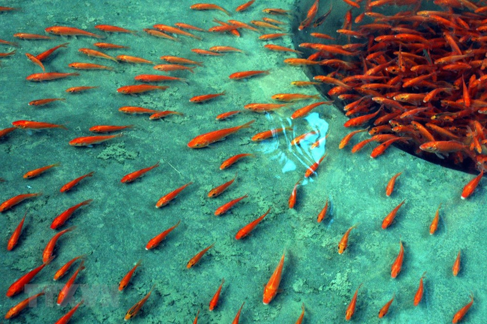 El fuego de la cocina simboliza la reunión familiar, abundante cosecha y desarrollo agrícola, de ahí que esta costumbre muestre las aspiraciones de felicidad, paz y prosperidad ante la llegada del Tet. Foto: En el pueblo Thuy Tram, en la provincia norteña de Phu Tho, se cultivan carpas amarrillas y rojas para vender el 23 de diciembre lunar. (Fuente: VNA) 