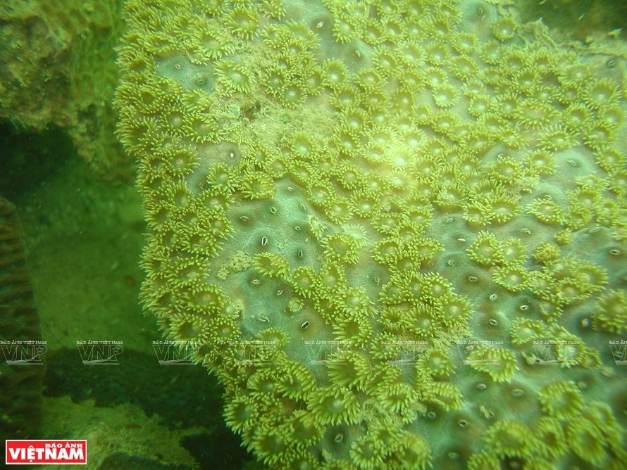 Las especies preciosas de aves, tortugas, serpientes y otras están estrictamente protegidas en los 10 AHP de Vietnam (Foto: VNA)h