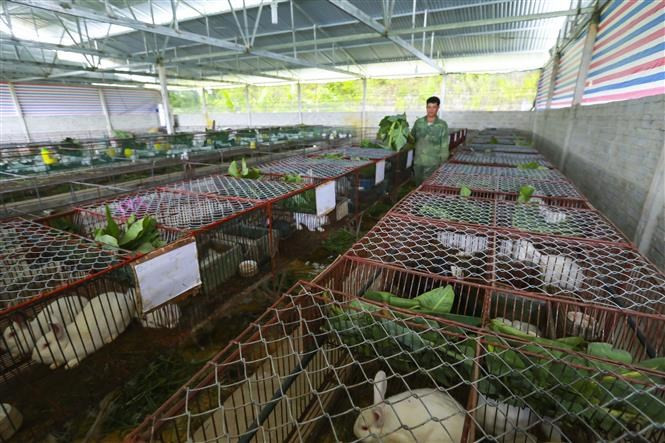 Un modelo de cría de conejos ayuda a aumentar los ingresos de la población local (Foto: VNA)