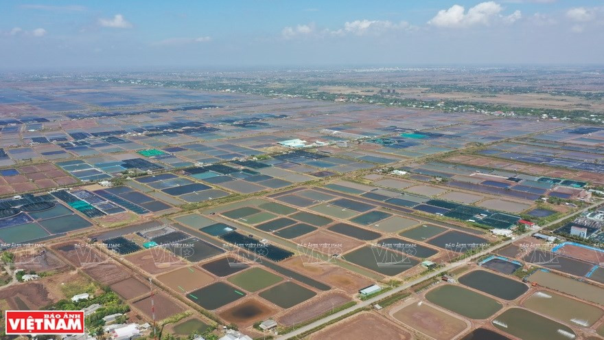 La provincia de Bac Lieu tiene un área total de cultivo de camarones de 131 mil hectáreas (Foto: VNA)