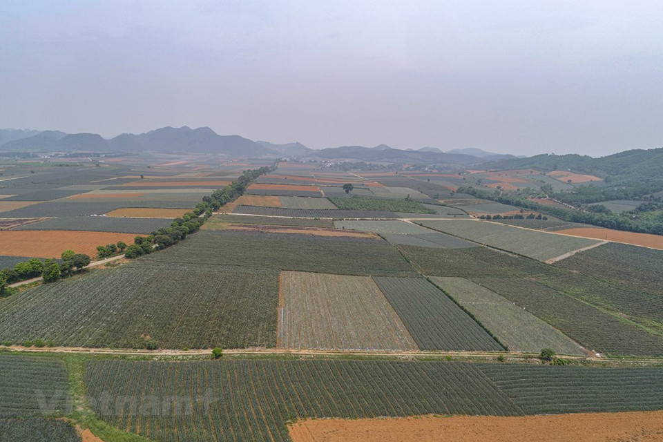 El terreno es apto para el cultivo de piña. (Foto: Vietnam +)
