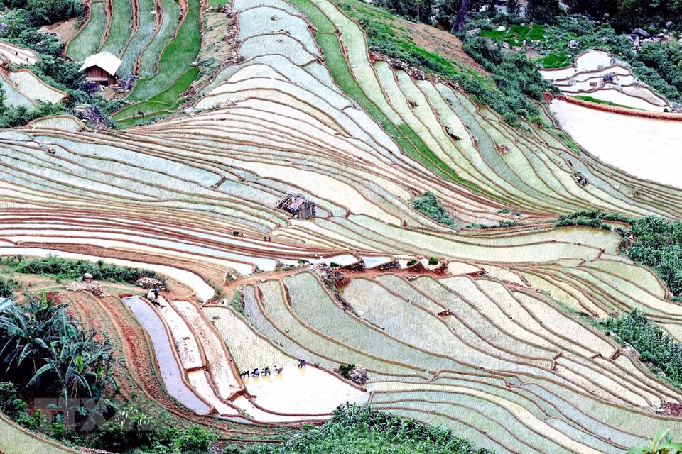 En la temporada de lluvia que se inicia en junio, los pueblos de la etnias Mong y Thai en la comuna de Chieng Muon, en la provincia norteña de Son La, aprovechan las abundantes aguas para cultivar el arroz. (Foto: VNA)