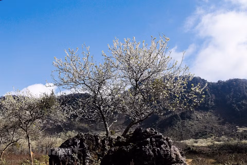 Moc Chau no solo es conocido por sus inmensas colinas de té, sino también por su vasta plantación de ciruela. Este lugar se ha convertido en uno de los lugares favoritos de los vacacionistas vietnamitas durante los días de intensos fríos, especialmente en los días de la primera, a pesar de que los viajeros tienen pasar unas cuatro horas desde Hanoi a este lugar que se encuentran en la provincia norteña de Son La, donde habitan más de mil personas. Cada año, el distrito homónimo organiza un festival cultural para que la gente Mong se conozcan y podrán formar parejas de acuerdo con sus tradiciones. (Foto: Vietnam +)