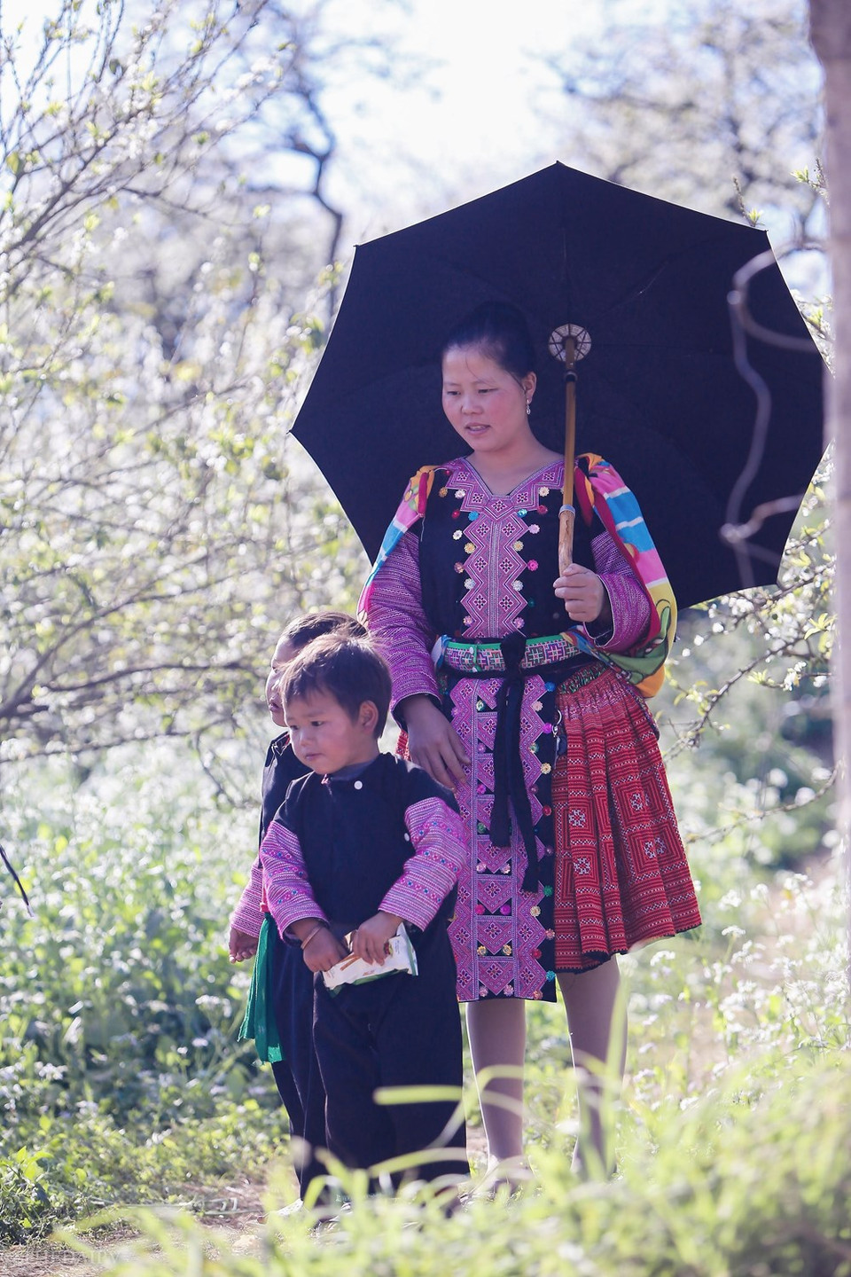 La meseta septentrional de Moc Chau no solo es conocida por sus inmensas colinas de té, sino también por su vasta plantación de ciruela. Cada año, el distrito organiza un festival cultural para que la gente Mong de las provincias montañosas del norte llegue a la ciudad de Moc Chau. Se necesitan cuatro horas de viaje, con una distancia de 200 kilómetros (120 millas) desde Hanoi hasta Moc Chau. La mayoría de los pobladores de Moc Chau son etnia Thai, con 33 por ciento del total población, mientras que los Mong, 18 y los Kinh (15), además de Khomu, Dao y Tay. (Foto: Vietnam +)