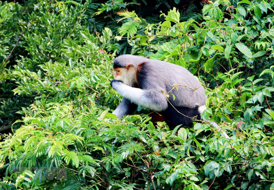 El douc langur solo come hojas y generalmente se alimenta por la mañana y la tarde. (Foto: VNA)