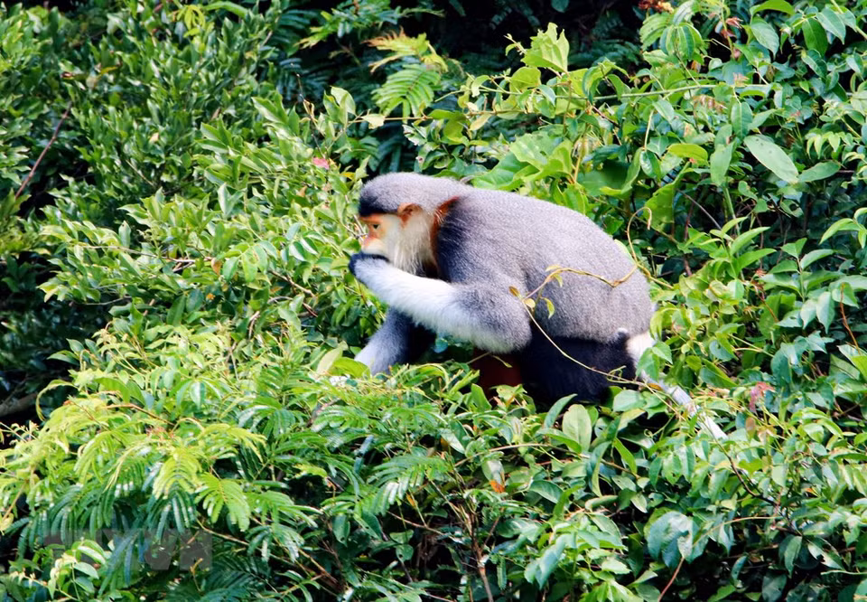El douc langur solo come hojas y generalmente se alimenta por la mañana y la tarde. (Foto: VNA)