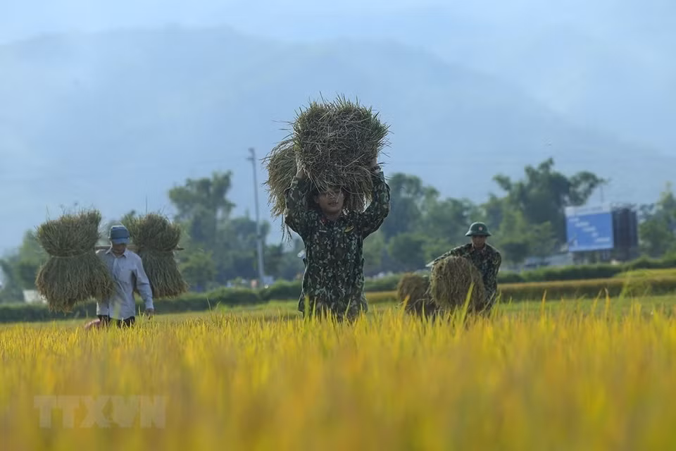 Los agricultores y soldados locales cosechan el arroz en Muong Thanh (Foto: VNA)