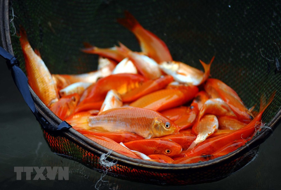 Cada fin de año, Ong Cong y Ong Tao regresan a la Tierra y en la medianoche del último día todos los problemas quedan atrás ya que los tres espíritus que los simbolizan han convencido al Emperador de Jade de que no vale la pena pasar las tristezas al nuevo calendario. Foto: En el pueblo Thuy Tram, en la provincia norteña de Phu Tho, se cultivan carpas amarrillas y rojas para vender el 23 de diciembre lunar. (Fuente: VNA) 