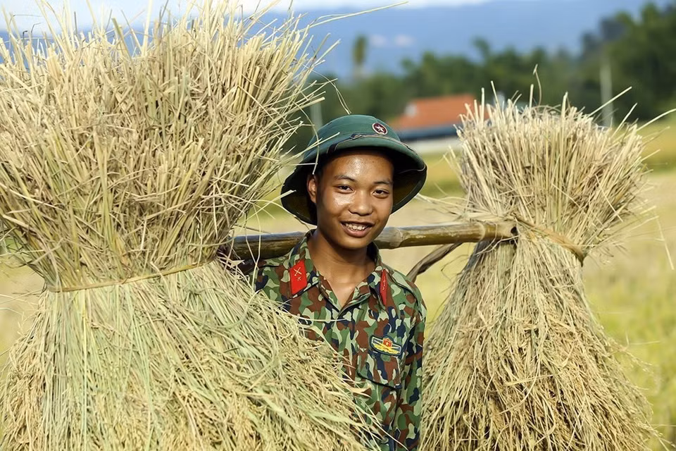 Los agricultores y soldados locales cosechan el arroz en Muong Thanh (Foto: VNA)