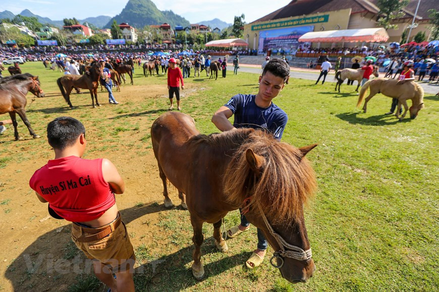 Como preparación para esta festividad, es muy importante seleccionar, cuidar y entrenar caballos solo para el festival. Los mejores animales son elegidos a nivel local, a continuación a través de los municipios y después en el distrito. Un buen caballo es fuerte y derecho, con buenos dientes y una melena espesa y suave. La primera ronda eliminatoria cuenta con la participación de 100 caballos y jinetes, que se reduce a 60, luego a 12 y finalmente a los tres mejores que compiten por el título. El evento de este año tiene como objetivo de atraer a los turistas nacionales a Lao Cai en el contexto de la epidemia de COVID-19 (Foto: Vietnam +)