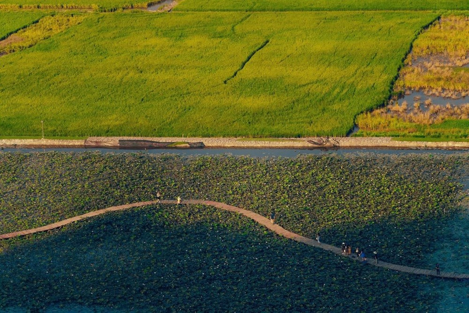 El camino de madera es como una suave cinta de seda. (Foto: Vietnam +)