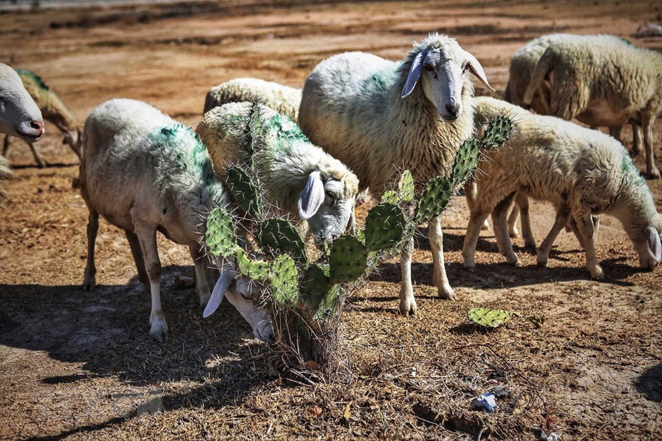 El rebaño de en busca de alimento en Thuan Nam. (Foto: VNA)