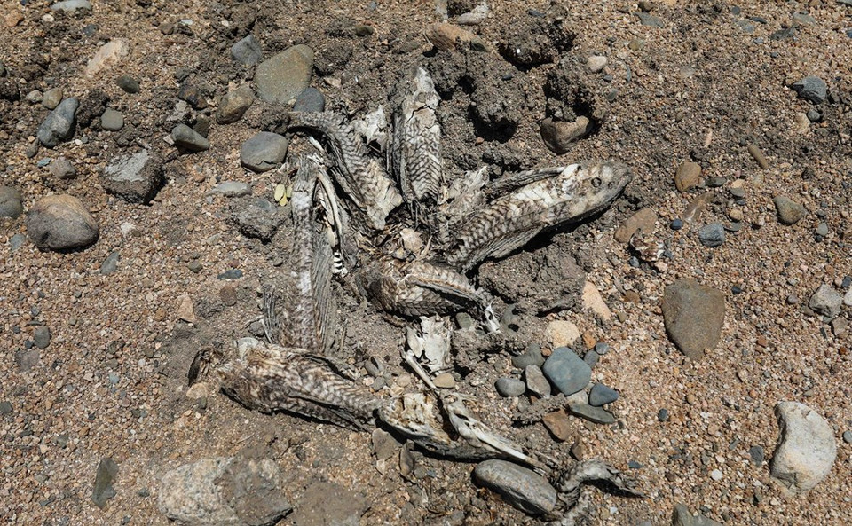 Los peces mueren secos en el río Lu, distrito de Thuan Nam debido a la sequía prolongada. (Foto: VNA)