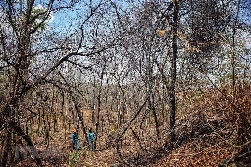Muchas áreas forestales en el distrito de Ninh Son se secan durante una sequía prolongada. (Foto: VNA)