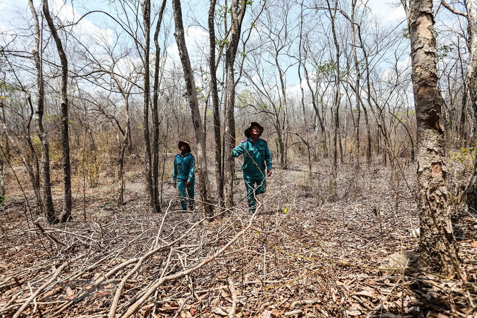 Muchas áreas forestales en el distrito de Ninh Son se secan por sequía prolongada. (Foto: VNA)
