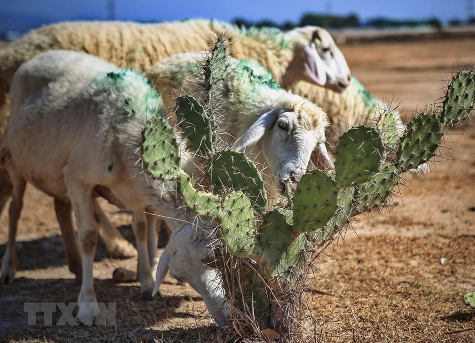 El rebaño de en busca de alimento en Thuan Nam. (Foto: VNA)