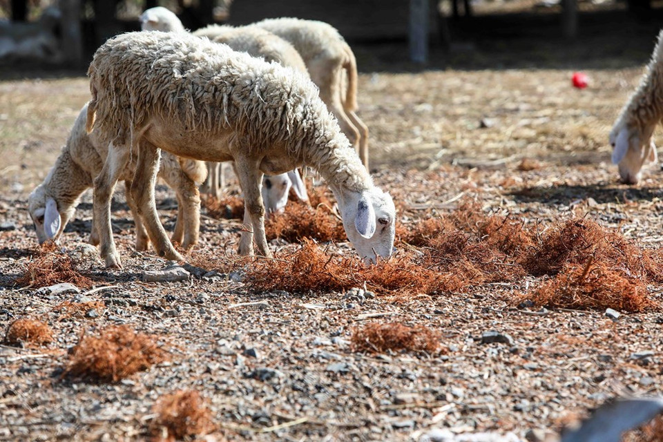 El rebaño de en busca de alimento en Bac Ai. (Foto: VNA)