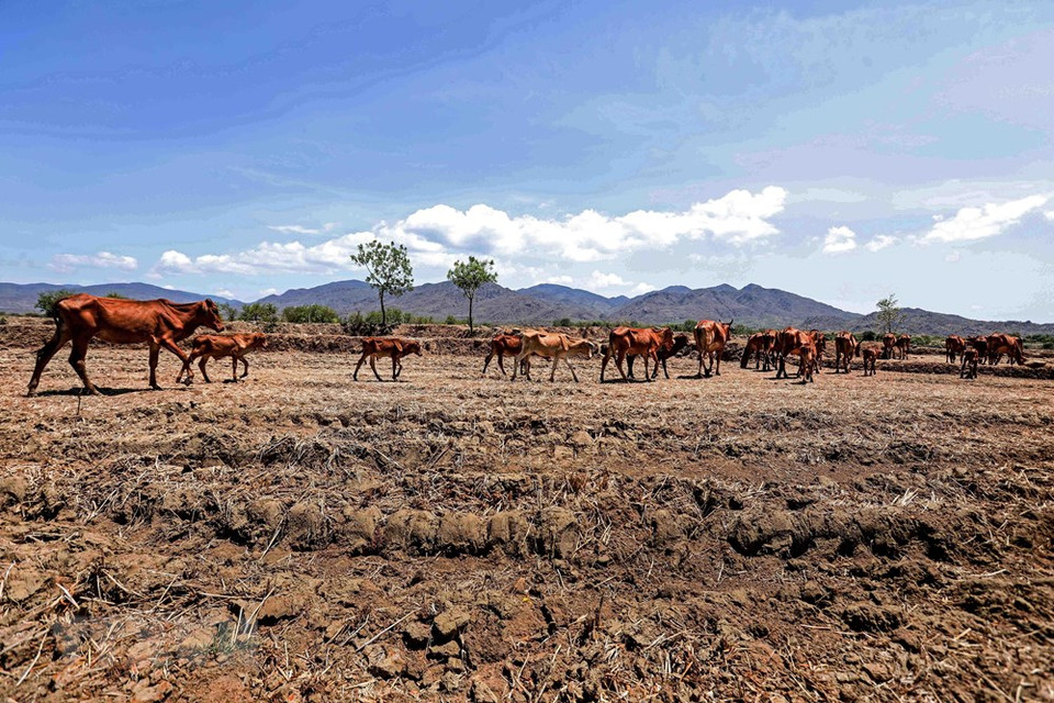 El rebaño de vacas en busca de alimento en los campos desiertos debido a los efectos de la sequía prolongada. (Foto: VNA)