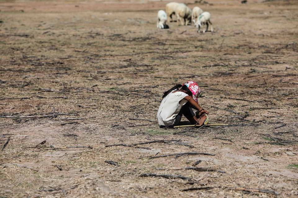 Un niño pastor en el área afectada por la sequía de Thuan Nam (Foto: VNA)