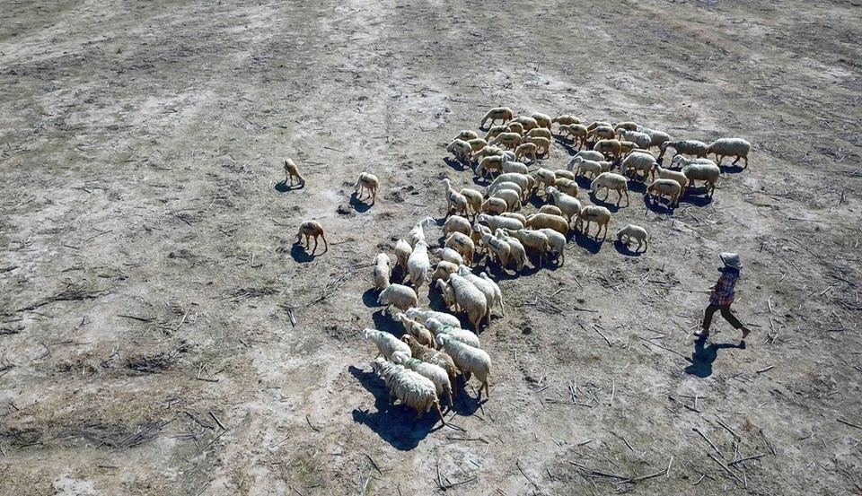 Rebaño de ovejas en Thuan Nam se alimentan en los campos áridos y desiertos debido a los efectos de la sequía prolongada. (Foto: VNA)