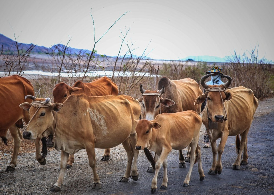 La ganadería está afectada por la sequía. (Foto: VNA)