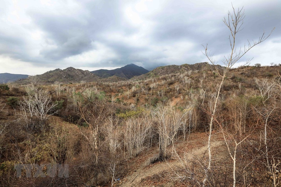Muchas áreas forestales en el distrito de Thuan Nam se secan durante una sequía prolongada. (Foto: VNA)