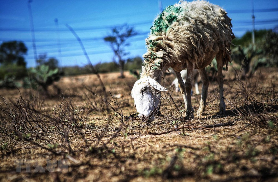 El rebaño de en busca de alimento en Thuan Nam. (Foto: VNA)