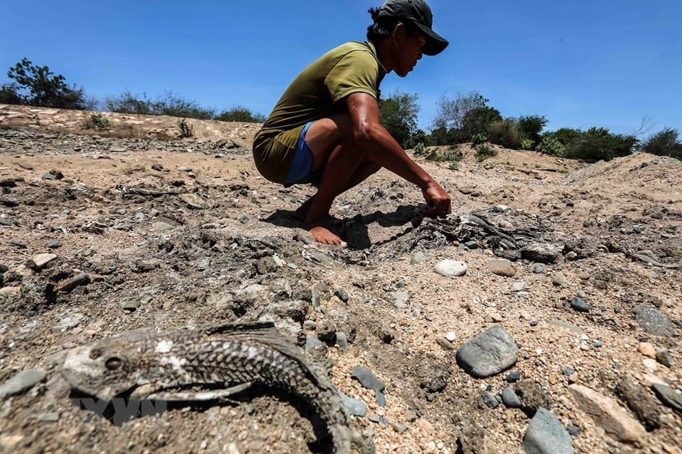 Los peces mueren secos en el río Lu, distrito de Thuan Nam debido a la sequía prolongada. (Foto: VNA)