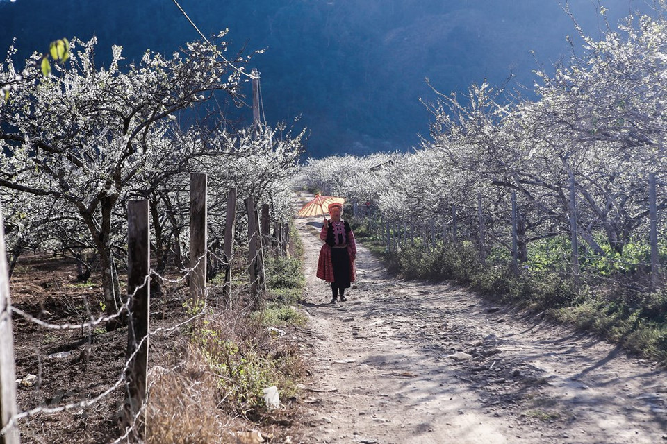 Moc Chau no solo es conocido por sus inmensas colinas de té, sino también por su vasta plantación de ciruela. Este lugar se ha convertido en uno de los lugares favoritos de los vacacionistas vietnamitas durante los días de intensos fríos, especialmente en los días de la primera, a pesar de que los viajeros tienen pasar unas cuatro horas desde Hanoi a este lugar que se encuentran en la provincia norteña de Son La, donde habitan más de mil personas. Cada año, el distrito homónimo organiza un festival cultural para que la gente Mong se conozcan y podrán formar parejas de acuerdo con sus tradiciones. (Foto: Vietnam +)