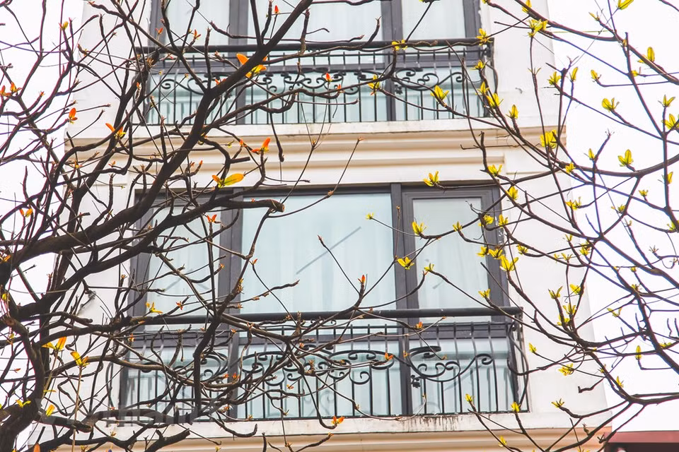 Colores de Hanoi en la primavera. (Foto: VNA)