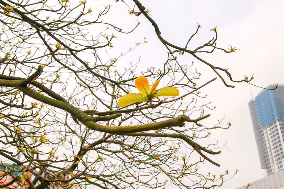 Colores de Hanoi en la primavera. (Foto: VNA)