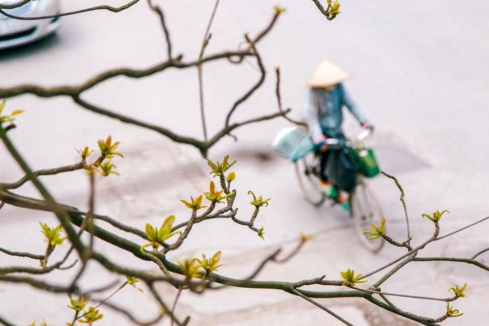 Colores de Hanoi en la primavera. (Foto: VNA)