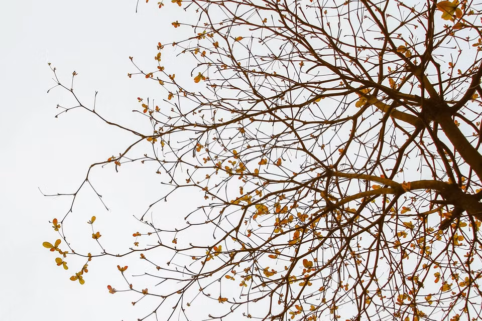 Colores de Hanoi en la primavera. (Foto: VNA)