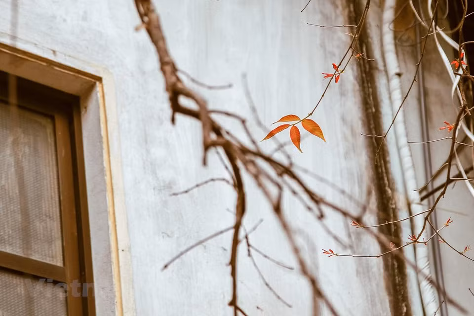 Colores de Hanoi en la primavera. (Foto: VNA)