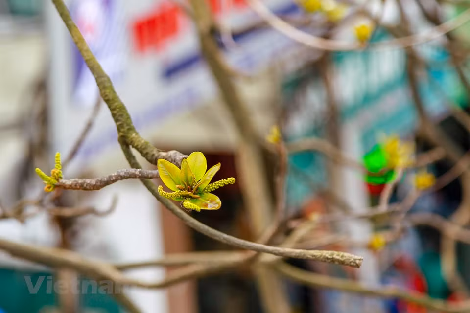 Colores de Hanoi en la primavera. (Foto: VNA)
