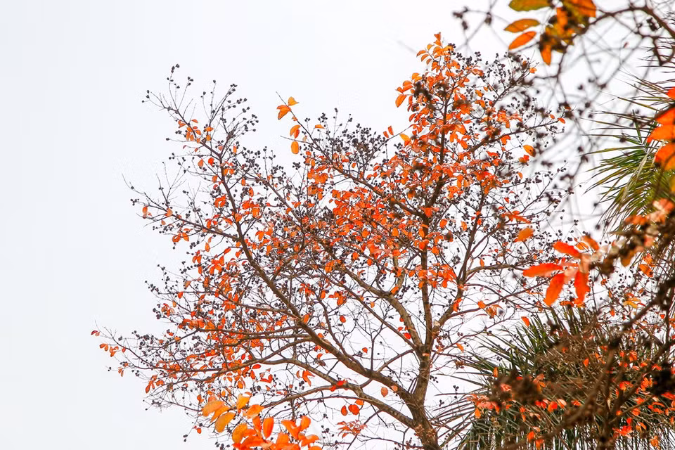 Colores de Hanoi en la primavera. (Foto: VNA)