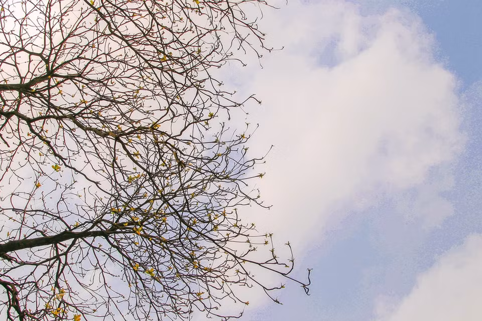 Colores de Hanoi en la primavera. (Foto: VNA)
