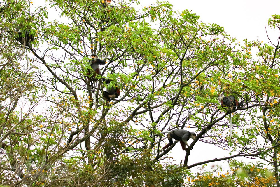 El douc langur habitan en colonias (Foto: VNA)