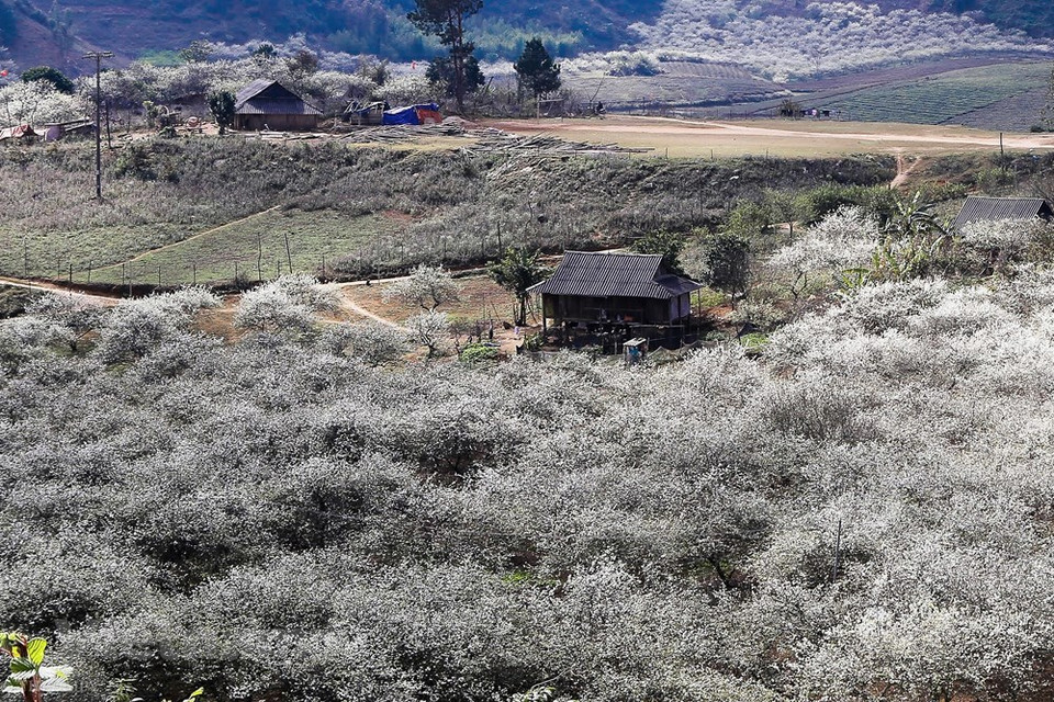 La meseta de Moc Chau, en las montañas norteñas de la provincia de Son La de Vietnam, se cubre de color blanco por la floración de las plantas de ciruela, lo que ofrece un panorama bello y pintoresco con vista desde arriba que atrae a los visitantes tanto nacionales como extranjeros. Al llegar a Moc Chau en estos días, los visitantes tanto nacionales como extranjeros pueden observar la niebla blanca entre las flores blancas y rosadas de las plantas de ciruela que abundan en la zona. Con cuatro horas de viaje de Hanoi a Moc Chau, los turistas podrán llegar al lugar con facilidad. (Foto: Vietnam +)